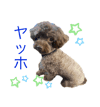 PKM☆（個別スタンプ：10）