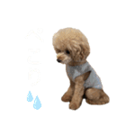 PKM☆（個別スタンプ：11）