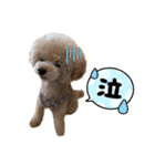 PKM☆（個別スタンプ：12）