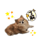 PKM☆（個別スタンプ：14）