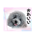 トイプー☆Luke☆Ⅳ（個別スタンプ：1）