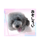 トイプー☆Luke☆Ⅳ（個別スタンプ：3）