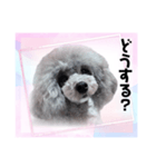 トイプー☆Luke☆Ⅳ（個別スタンプ：4）