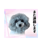 トイプー☆Luke☆Ⅳ（個別スタンプ：5）