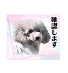 トイプー☆Luke☆Ⅳ（個別スタンプ：6）