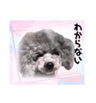 トイプー☆Luke☆Ⅳ（個別スタンプ：7）