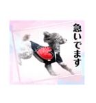 トイプー☆Luke☆Ⅳ（個別スタンプ：8）