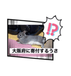 故郷うさぎ（個別スタンプ：1）