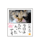 おふざけエリニャンズ（個別スタンプ：8）