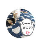 おふざけエリニャンズ（個別スタンプ：16）