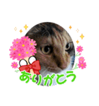 おふざけエリニャンズ（個別スタンプ：19）