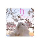 michochii 5（個別スタンプ：5）