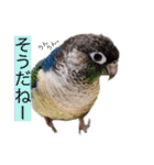 michochii 5（個別スタンプ：35）