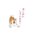 秋田犬（赤毛）（個別スタンプ：29）