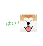 秋田犬（赤毛）（個別スタンプ：39）