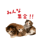 ミロちゃんズ（個別スタンプ：1）