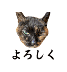 ミロちゃんズ（個別スタンプ：4）