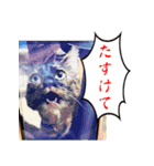 ミロちゃんズ（個別スタンプ：10）