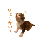 ミロちゃんズ（個別スタンプ：11）