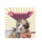 ミロちゃんズ（個別スタンプ：13）