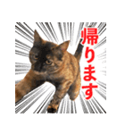 ミロちゃんズ（個別スタンプ：16）