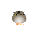 やわ猫2nd（個別スタンプ：11）