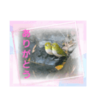 野鳥物語（個別スタンプ：7）