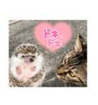ハリネズミうぶぅの使えるスタンプ（個別スタンプ：1）