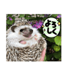 ハリネズミうぶぅの使えるスタンプ（個別スタンプ：2）