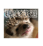 ハリネズミうぶぅの使えるスタンプ（個別スタンプ：3）