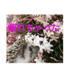 ハリネズミうぶぅの使えるスタンプ（個別スタンプ：5）