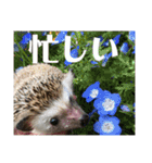 ハリネズミうぶぅの使えるスタンプ（個別スタンプ：6）