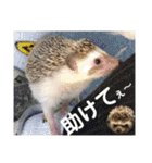 ハリネズミうぶぅの使えるスタンプ（個別スタンプ：13）