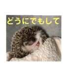 ハリネズミうぶぅの使えるスタンプ（個別スタンプ：16）