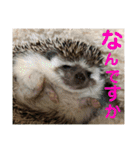 ハリネズミうぶぅの使えるスタンプ（個別スタンプ：17）