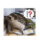 ハリネズミうぶぅの使えるスタンプ（個別スタンプ：18）