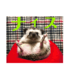 ハリネズミうぶぅの使えるスタンプ（個別スタンプ：21）