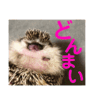 ハリネズミうぶぅの使えるスタンプ（個別スタンプ：23）