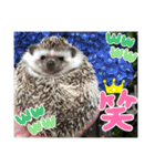 ハリネズミうぶぅの使えるスタンプ（個別スタンプ：24）