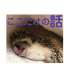 ハリネズミうぶぅの使えるスタンプ（個別スタンプ：26）