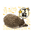 ハリネズミうぶぅの使えるスタンプ（個別スタンプ：28）