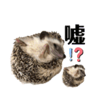 ハリネズミうぶぅの使えるスタンプ（個別スタンプ：29）