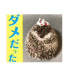 ハリネズミうぶぅの使えるスタンプ（個別スタンプ：32）
