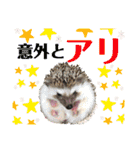 ハリネズミうぶぅの使えるスタンプ（個別スタンプ：35）
