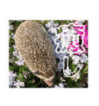ハリネズミうぶぅの使えるスタンプ（個別スタンプ：36）