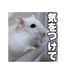 絹毛のハム5 ver.蘭丸（個別スタンプ：3）