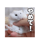 絹毛のハム5 ver.蘭丸（個別スタンプ：4）