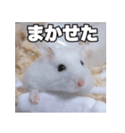 絹毛のハム5 ver.蘭丸（個別スタンプ：5）