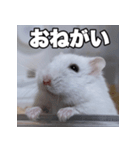 絹毛のハム5 ver.蘭丸（個別スタンプ：7）