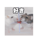 絹毛のハム5 ver.蘭丸（個別スタンプ：8）